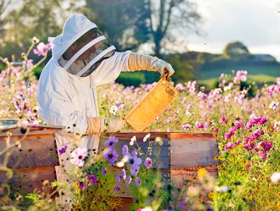 Jobs and Skills WA: Animal (beekeeping) courses