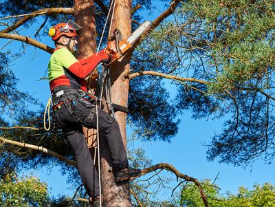 An aborist, performing maintenance on a tree.