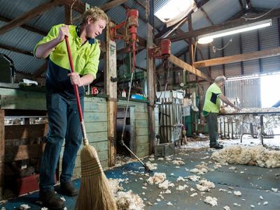 Jobs and Skills WA: Agriculture shearing courses