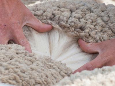 Hands pulling apart wool on sheep